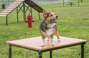 Kay Park Dog Park Equipment