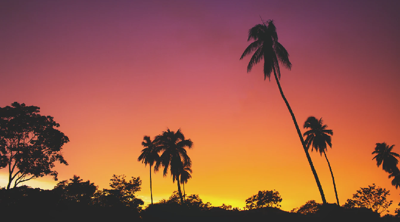 sunrise palm trees