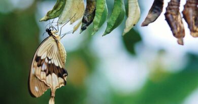 Butterfly Intention Through Adversity and Resilience