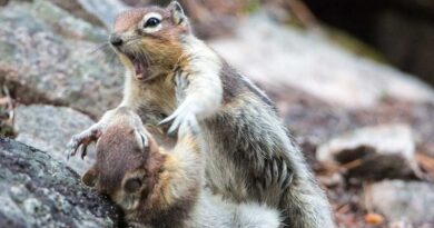 wrestling squirrels