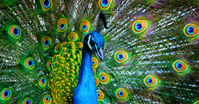 Peacock
